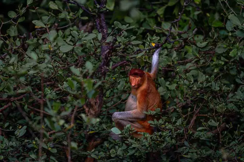 The proboscis monkey, one of the borneo big 5 and native to the island, at Kuching Wetlands