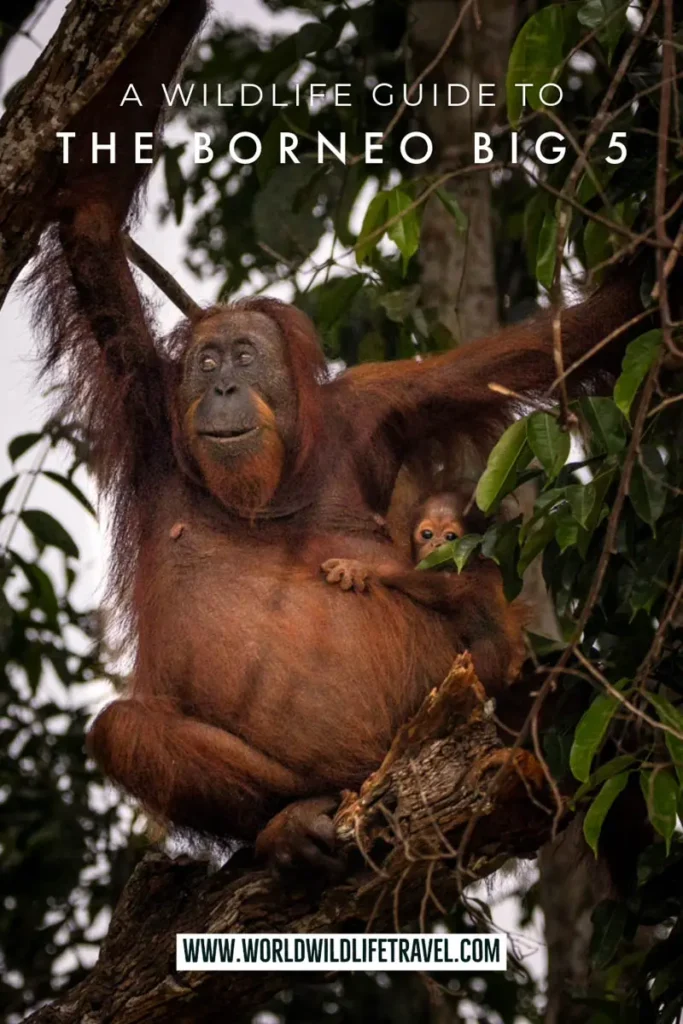the borneo big 5 wildlife guide pin