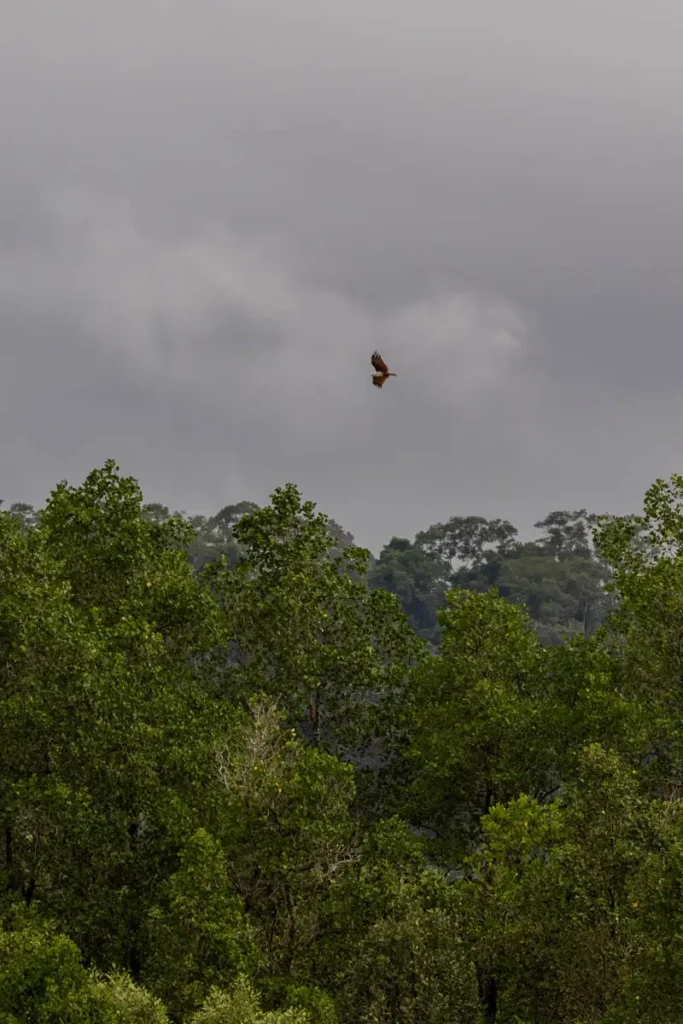 A brahminy kite flying over the Kuching Wetlands National Park