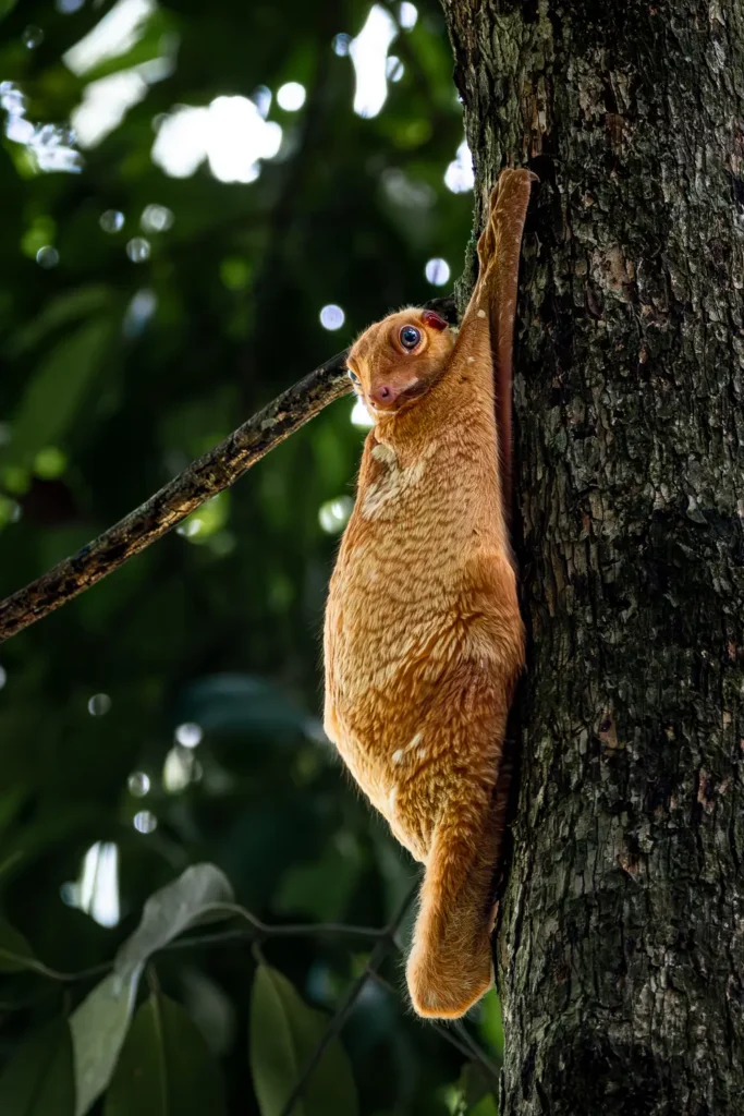 A colugo on a tree and looking at the camera in Bako National Park