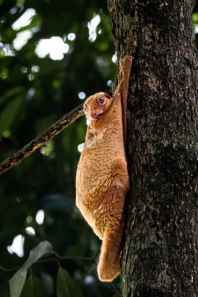 A colugo looking at the camera holding onto a tree