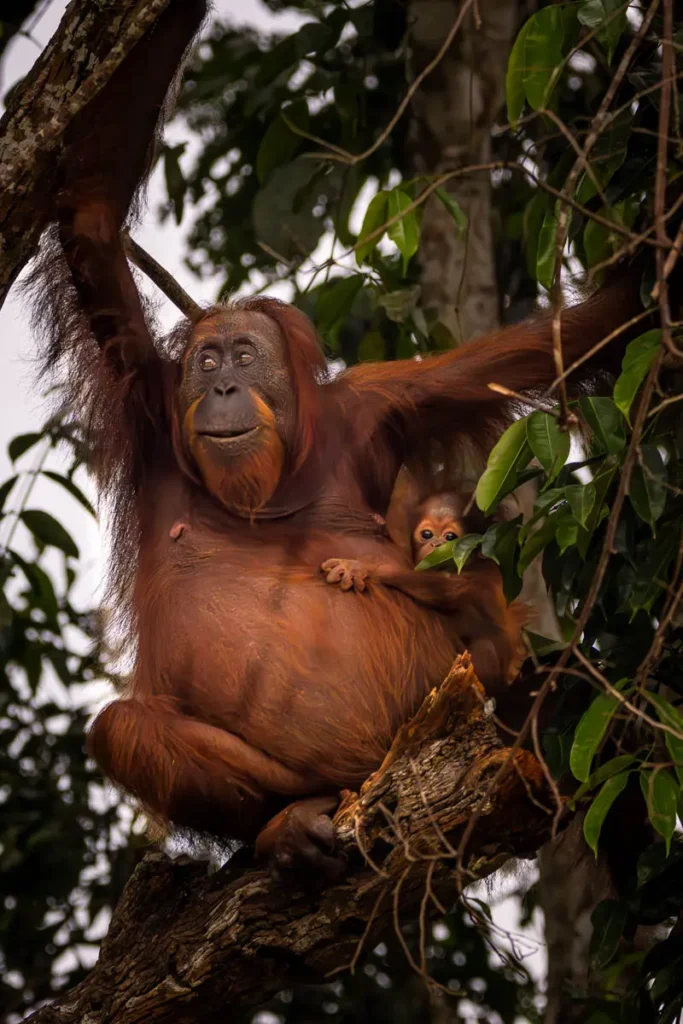 A mother orangutan and her baby in the Kinabatagan River