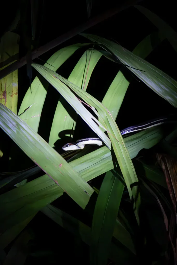 A snake as seen on a night tour of Bako National Park