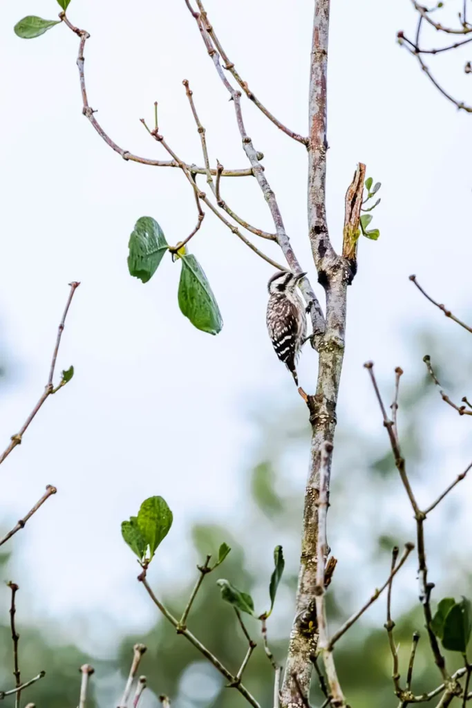 A sunda pygmy woodpecker perched on a tree