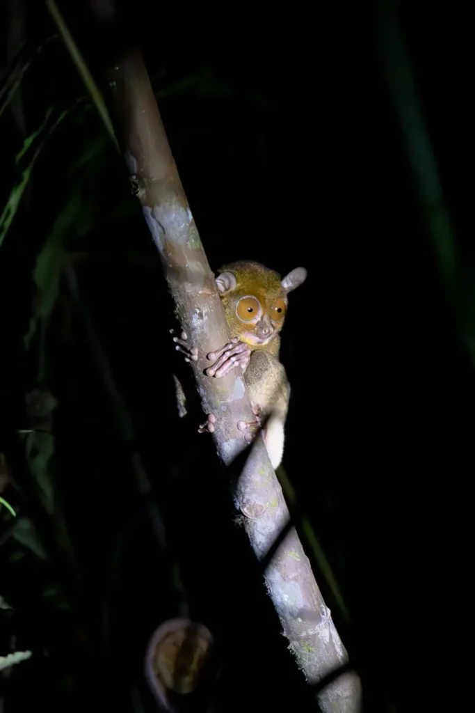 A tarsier holding onto bamboo