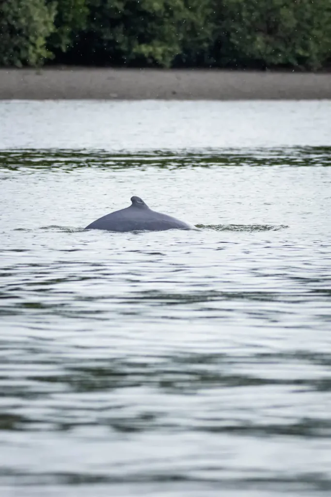 An Irrawaddy dolphins fin swimming through the water