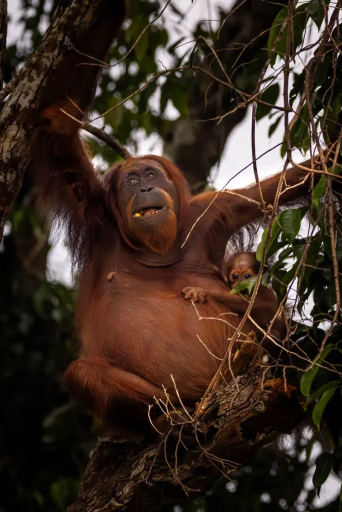 Another shot of this orangutan and her baby