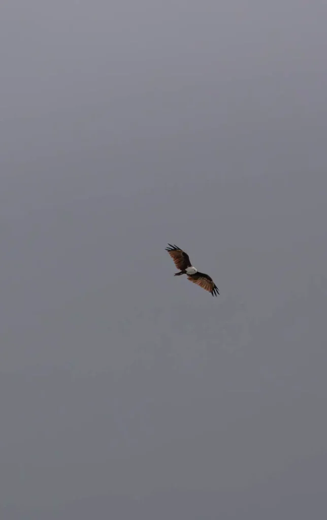 Brahminy kite flying in the sky over Kuching Wetlands National Park