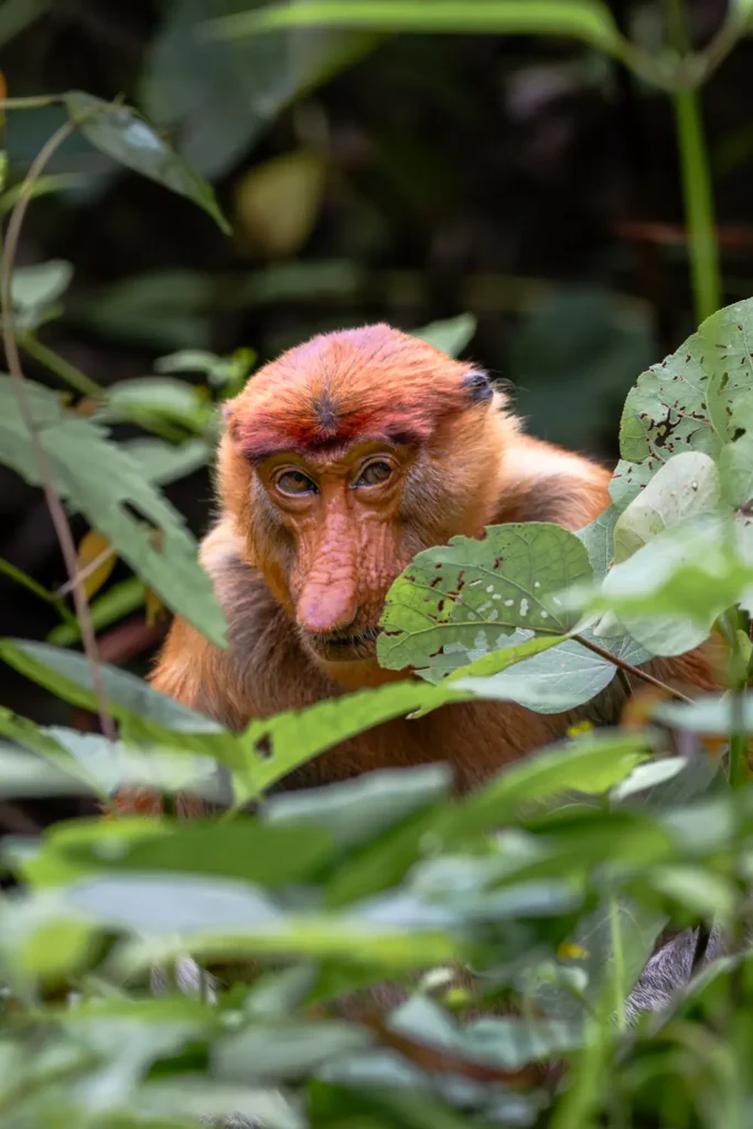 Close up shot of a proboscis monkey in Bako National Park