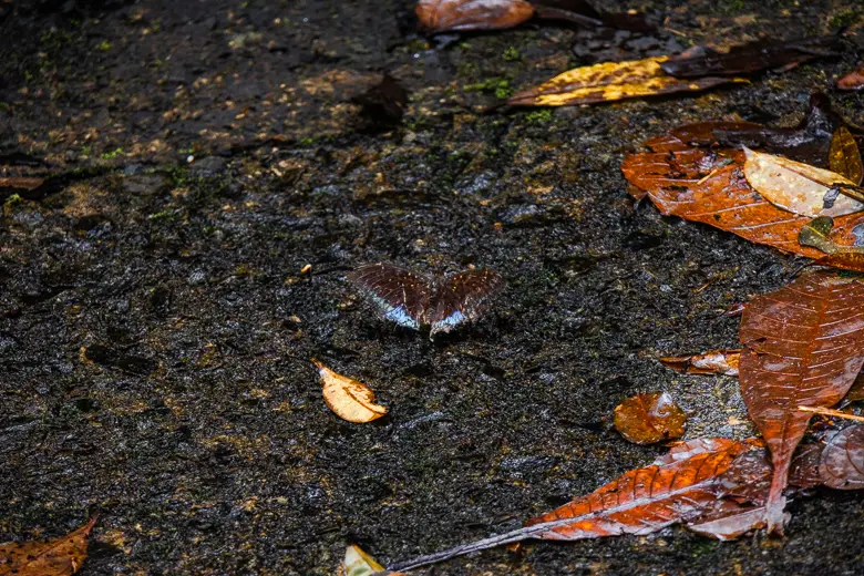 Colourful butterfly in Kubah National Park