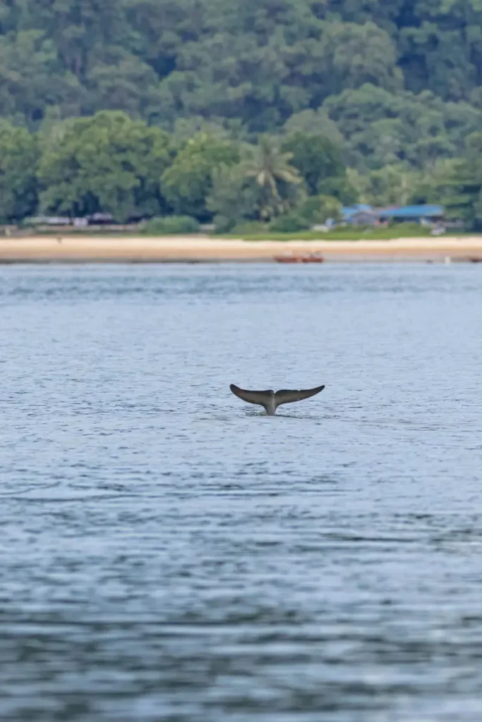 Irrawaddy dolphin tail