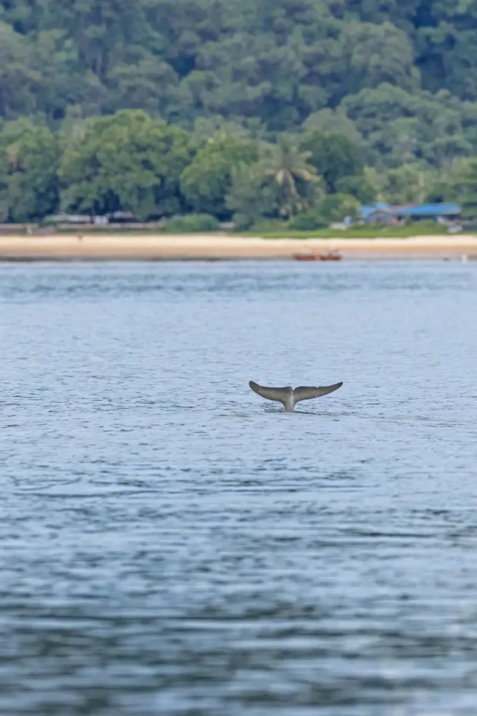 The tail of an Irrawaddy dolphin, one of Kuching's amazing wildlife species, diving at sea