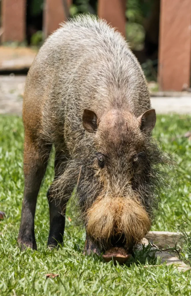 A Bornean beared pig eating grass in Bako National Park