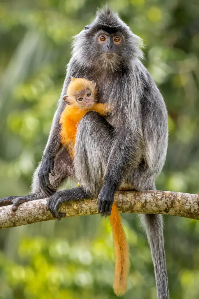 Silver-leaf monkey and her orange baby perched on a tree