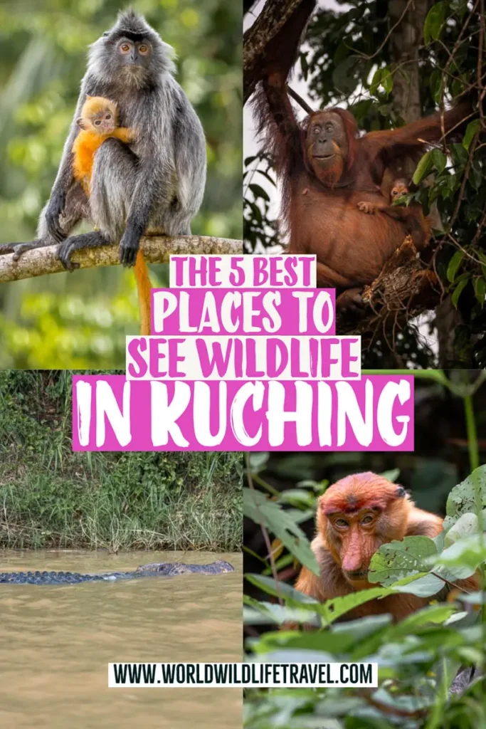 The 5 best wildlife places and tours in Kuching pin