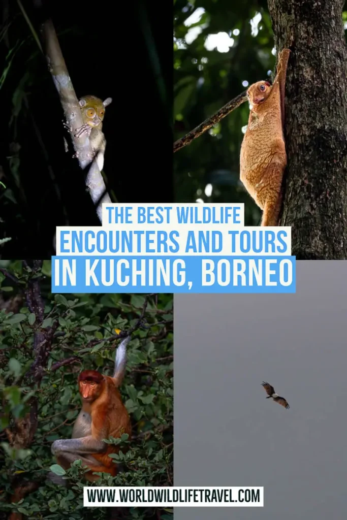 The best wildlife encounters and tours in Kuching, Borneo pin