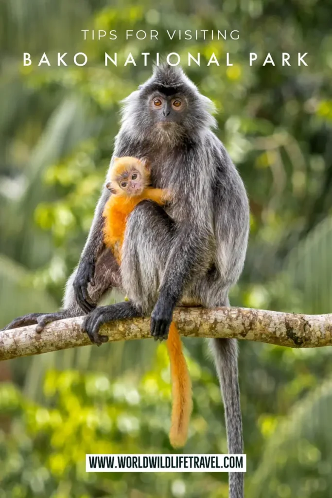 Top tips for visiting Bako National Park, Borneo pin