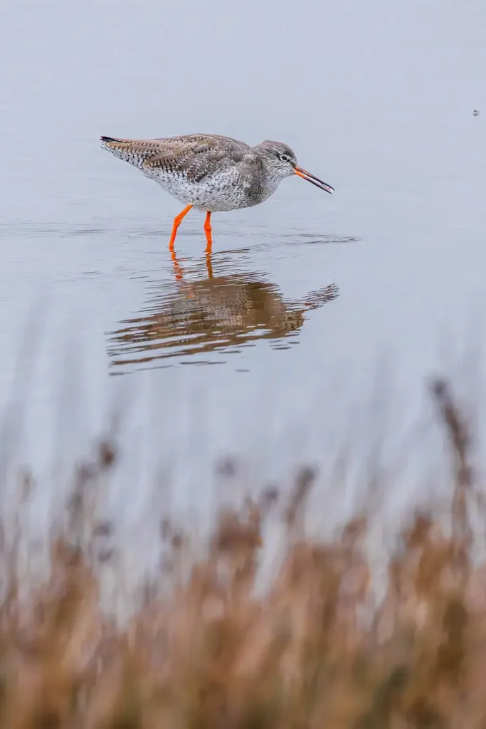 Common Redshank, a seasonal visitor to the Keyhaven Marshes in Hampshire