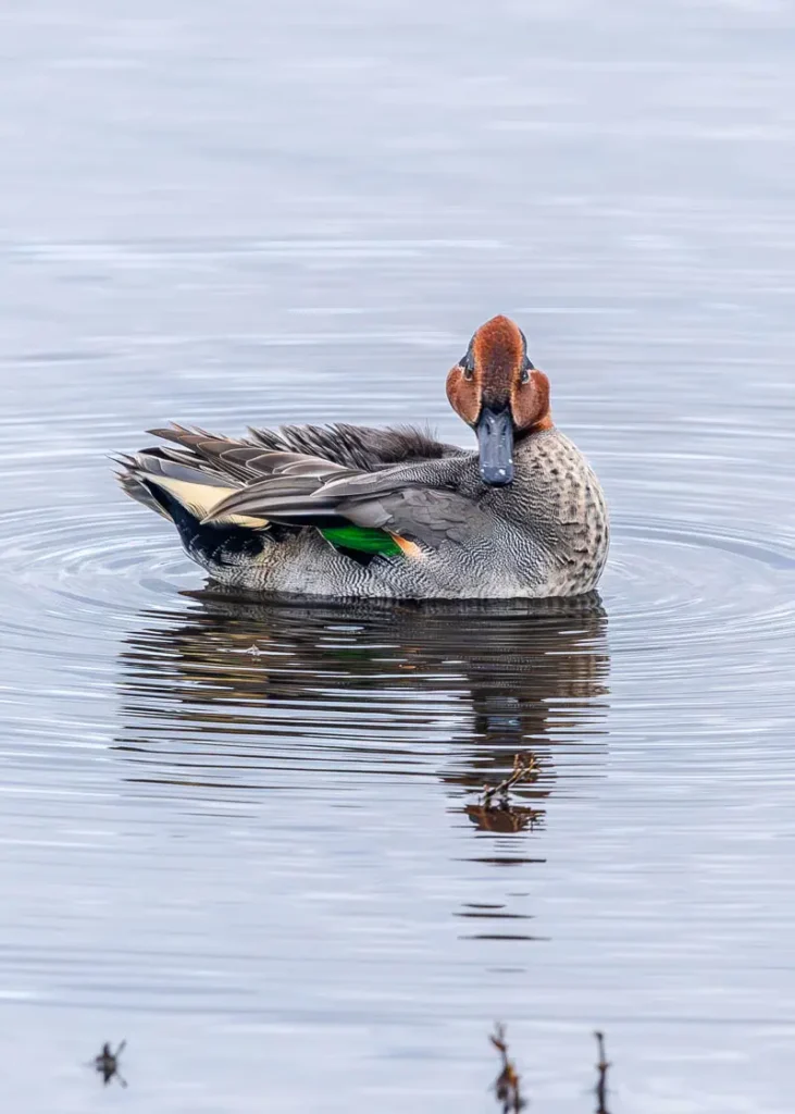 Eurasian teal