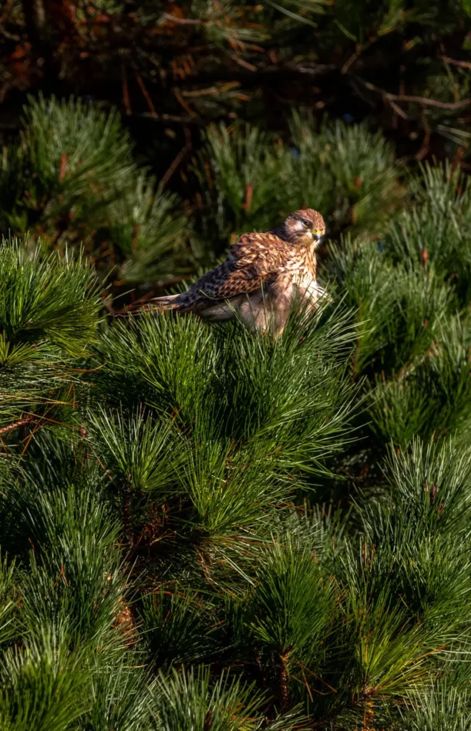 Kestrel in a tree at the Keyhaven Marshes