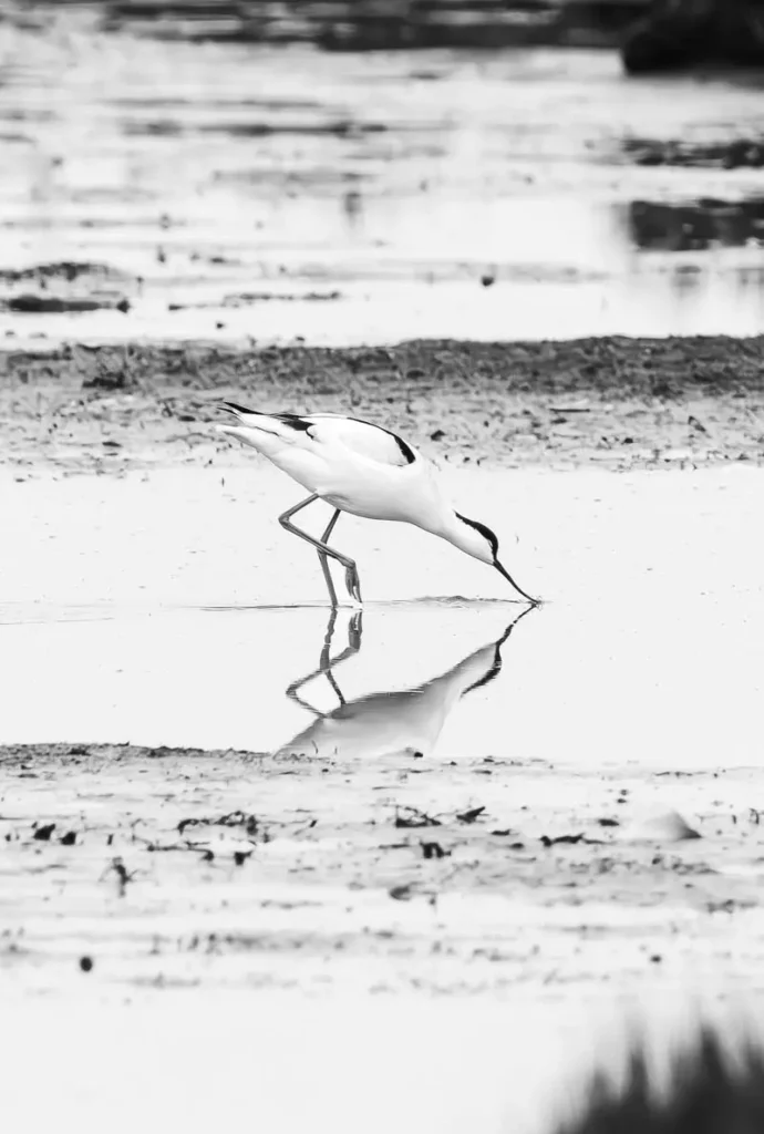 Black and white photo of an avocet and its reflection