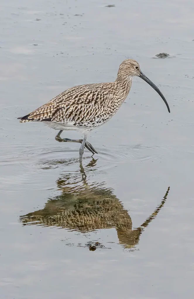 Curlew and its reflection in the water