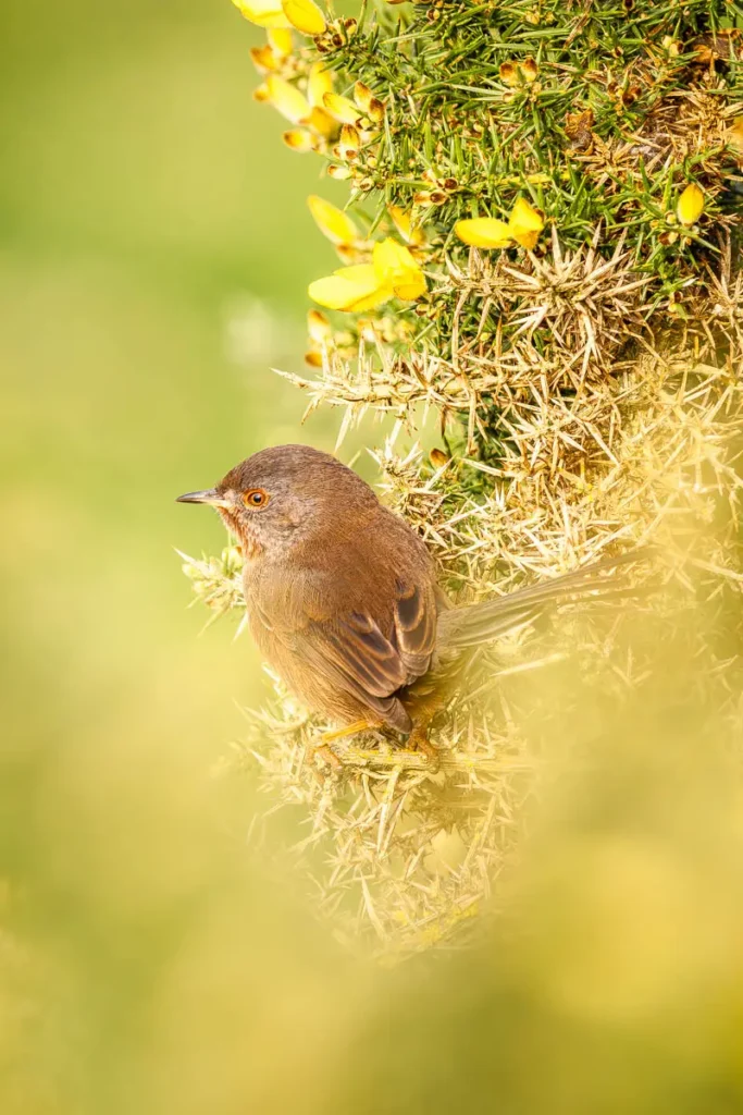 Dartford warbler through the gorse