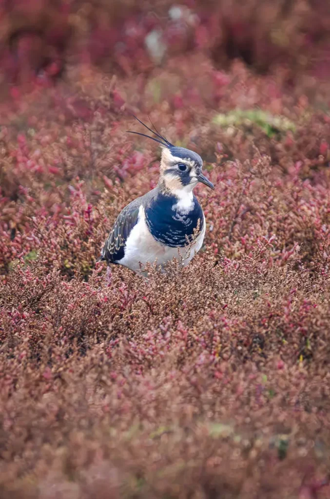 Lapwing in the heather at Lymington Nature Reserve