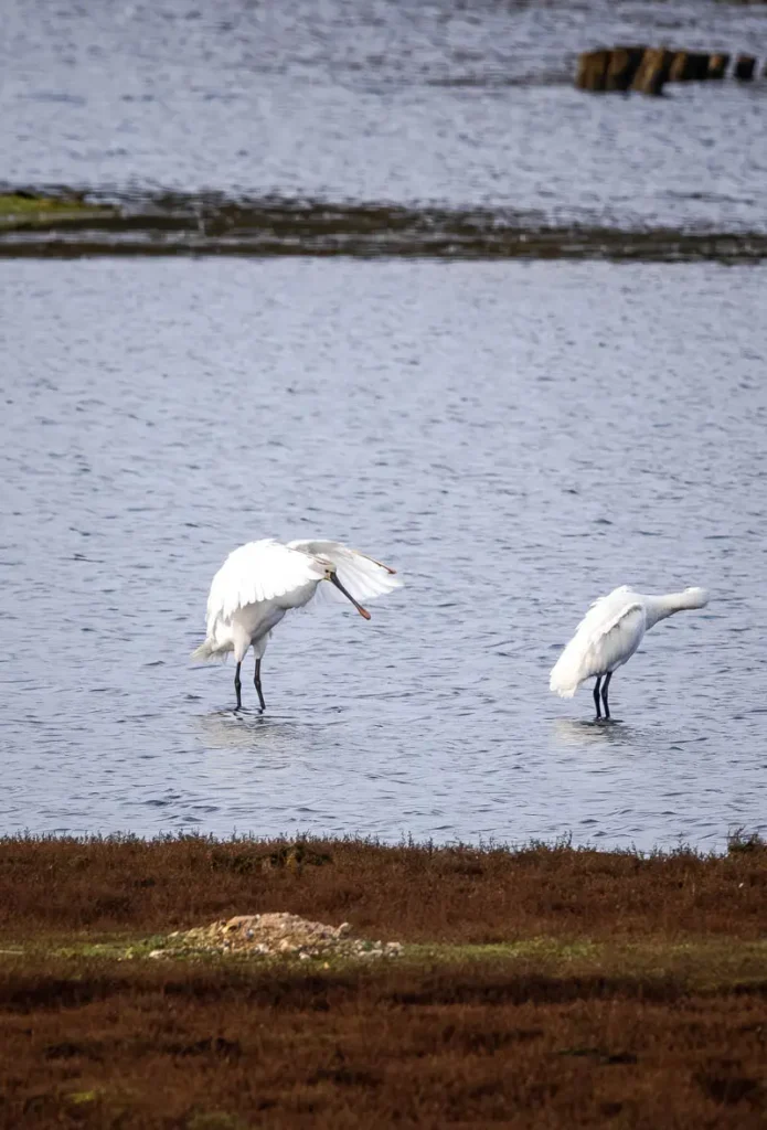 Two spoonbills in the water at the Lymington Nature Reserve