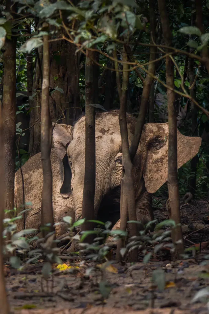 A baby Bornean pygmy elephant through the trees