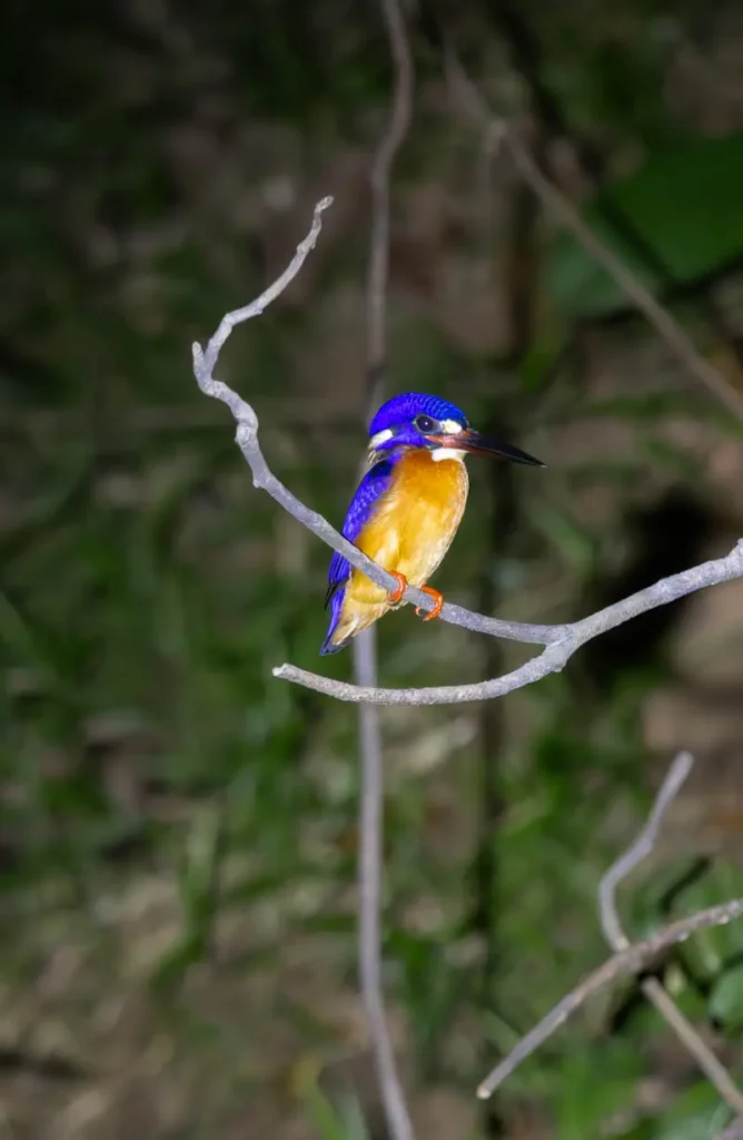 Blue-eared kingfisher on a night boat tour of the Kinabatangan River