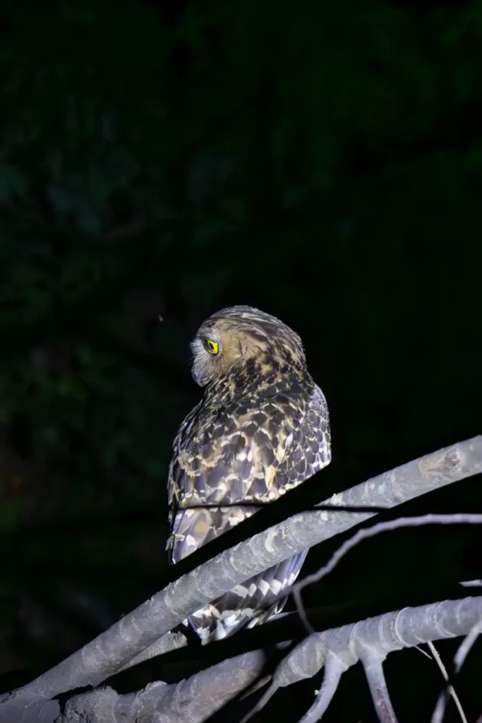 Buffy fish owl seen on a night safari in the Kinabatangan River