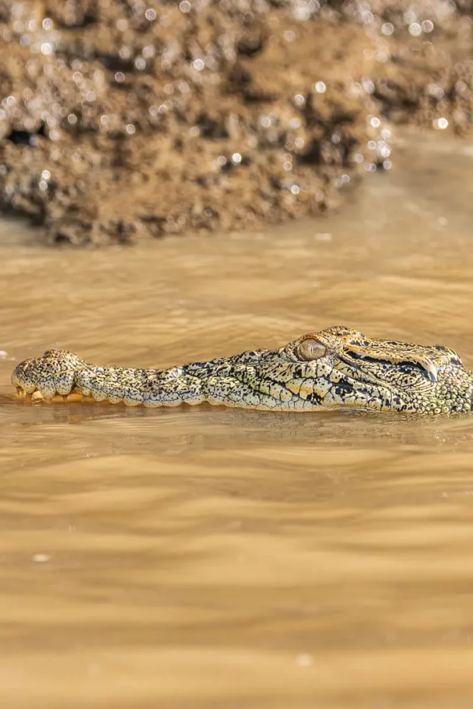 Close up of one of the many animals you can find in the Kinabatangan River - the saltwater crocodile
