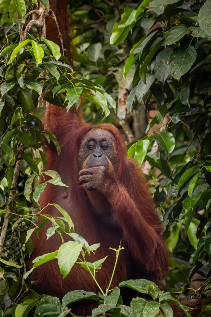 One of our tips for visiting the Kinabatangan River is to stay as long as possible to maximise your chances of seeing the Bornean orangutan