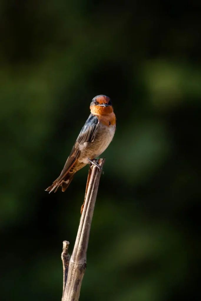 Pacific swallow perched on a tree along the Kinabatangan River
