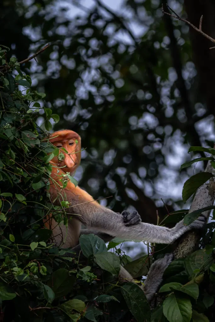 Probosics monkey along the Kinabatangan River
