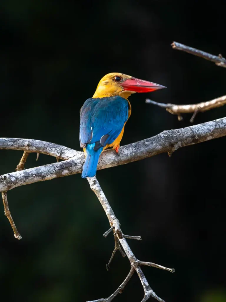 Stork-billed kingfisher along the Kinabatangan River