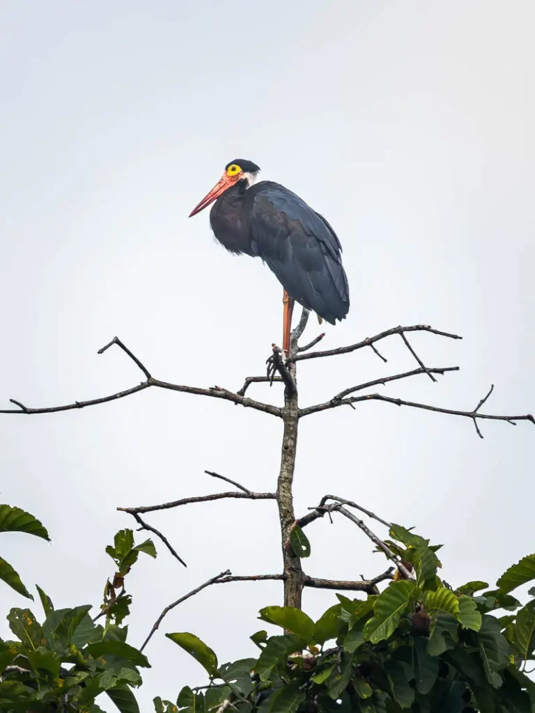 The endangered storms stork perched on top of a tree