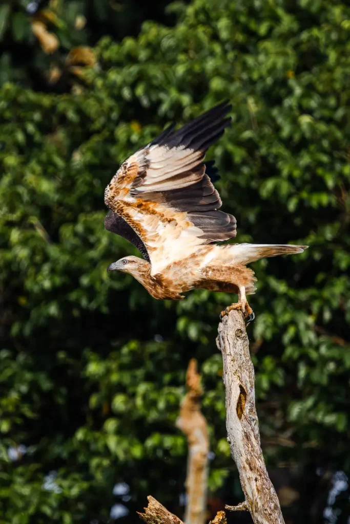White-bellied sea eagle about to take off