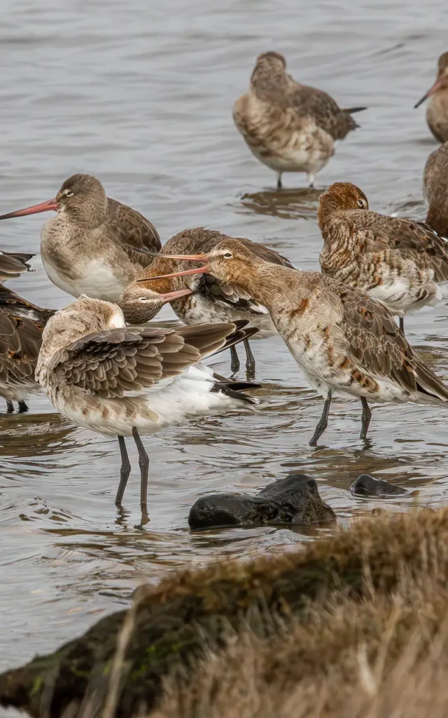 Black-tailed godwits at Lymington Nature Reserve in the New Forest