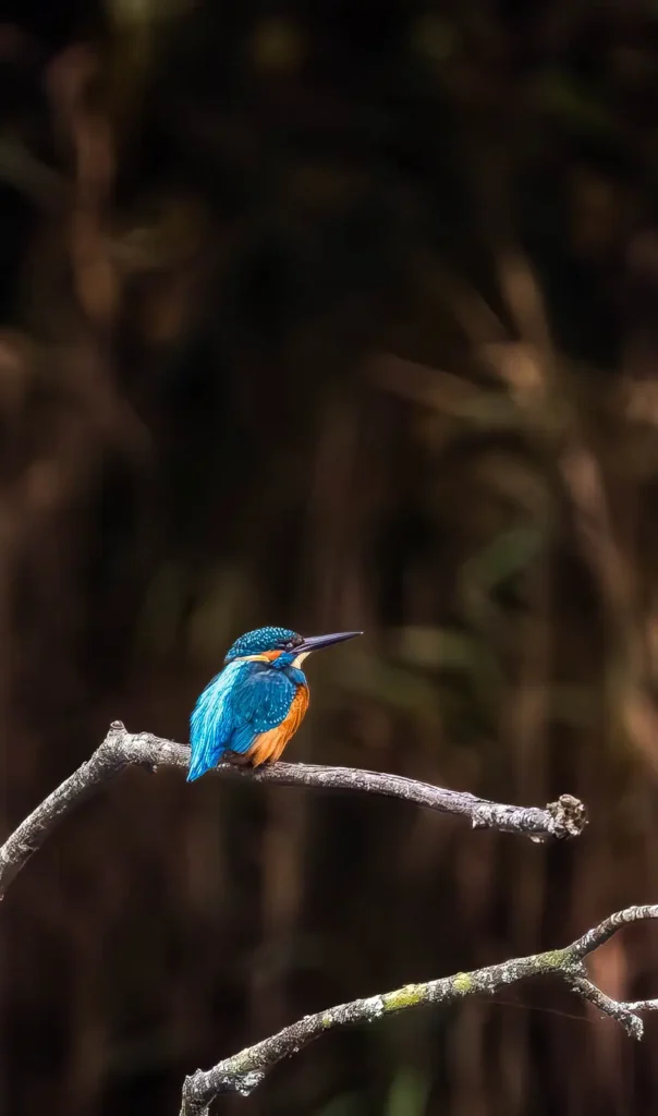 Common kingfisher perched at Blashford Lakes