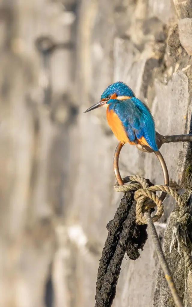 Common kingfisher perched at Keyhaven Harbour