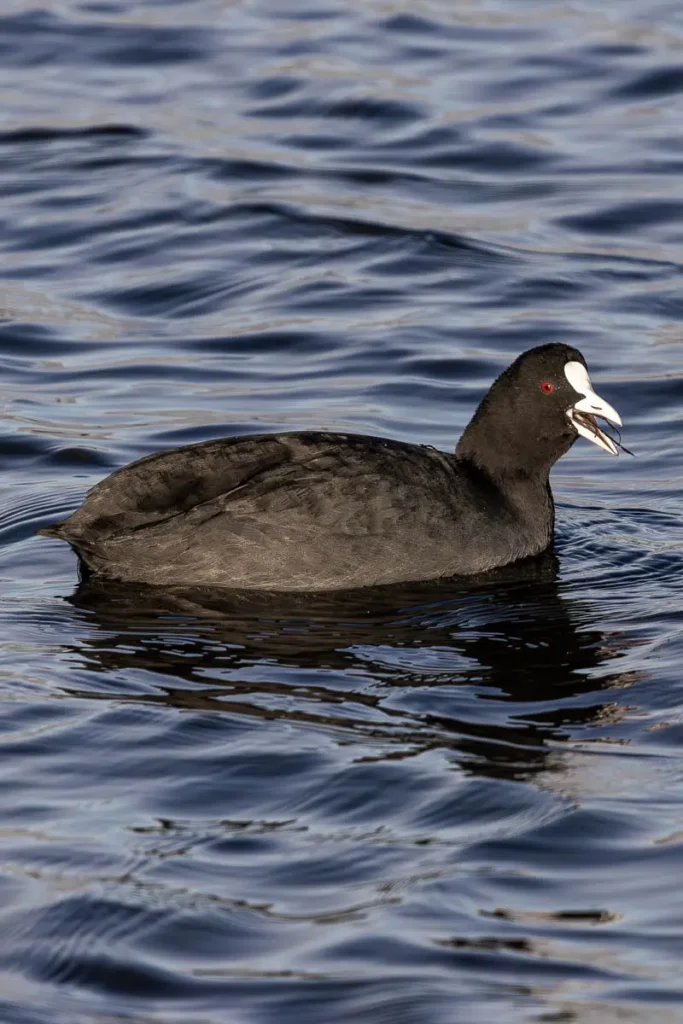 Eurasian coot, one of the many birds you are likely to see along the New Forest coastline