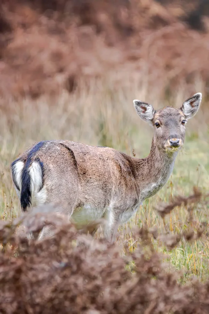 Female roe deer at Bolderwood, a great place to see wildlife in the New Forest