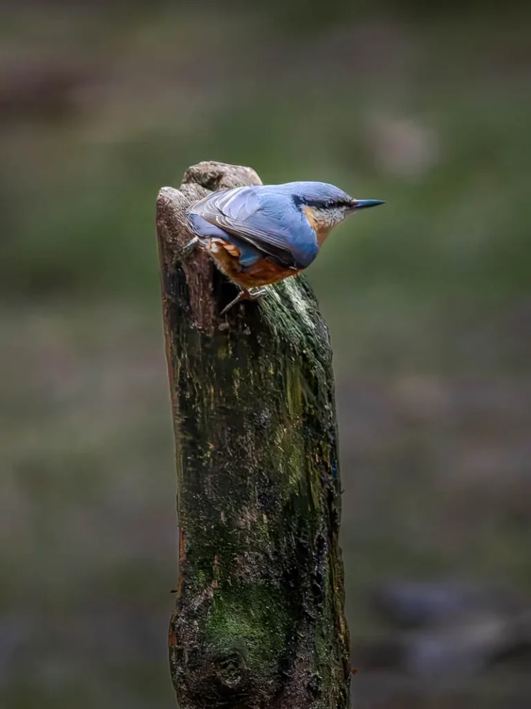 Nuthatch perched on a tree