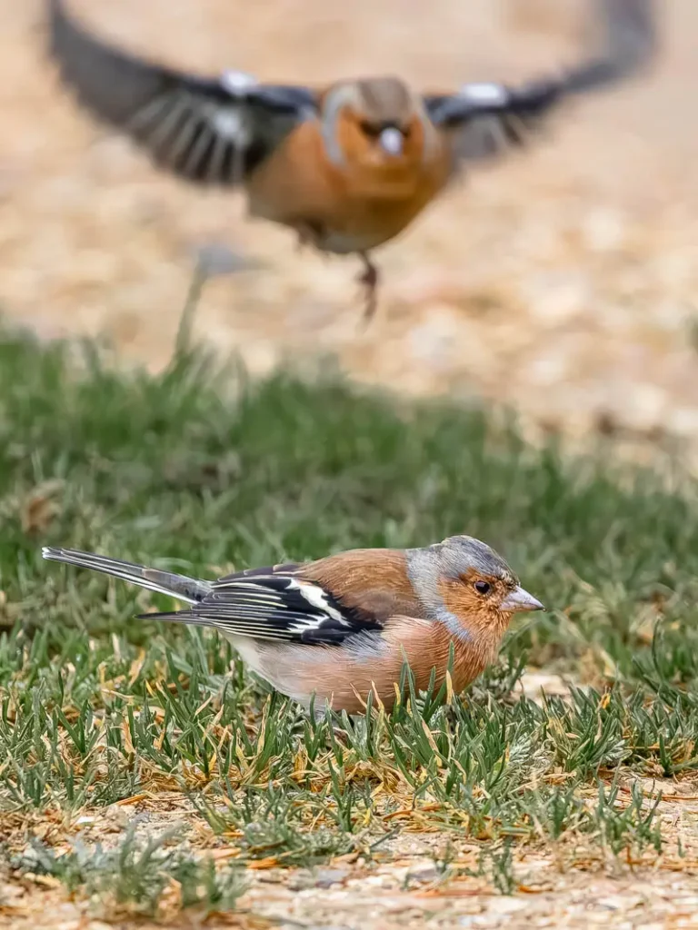 Two chaffinches