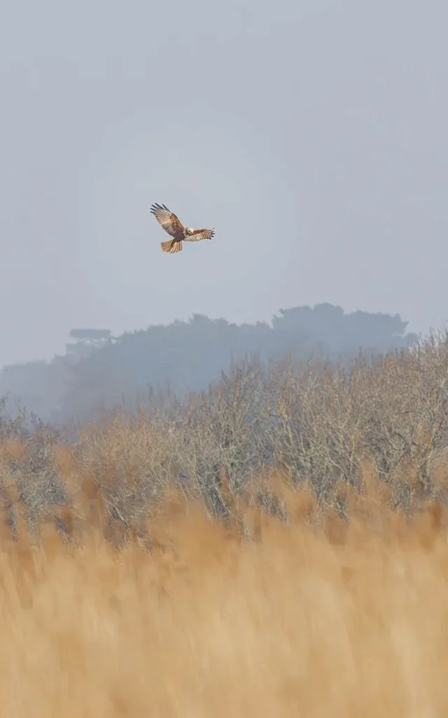 Western marsh harrier hoovering above the reeds at Keyhaven