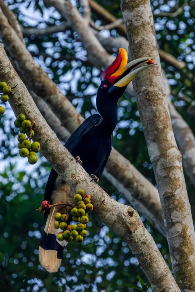 A rhino hornbill catching a fig