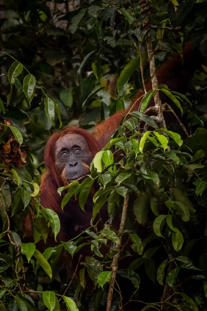 Bornean orangutan peeping through the trees
