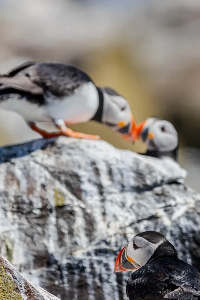 3 puffins, 2 out of focus touching beaks on the rocks